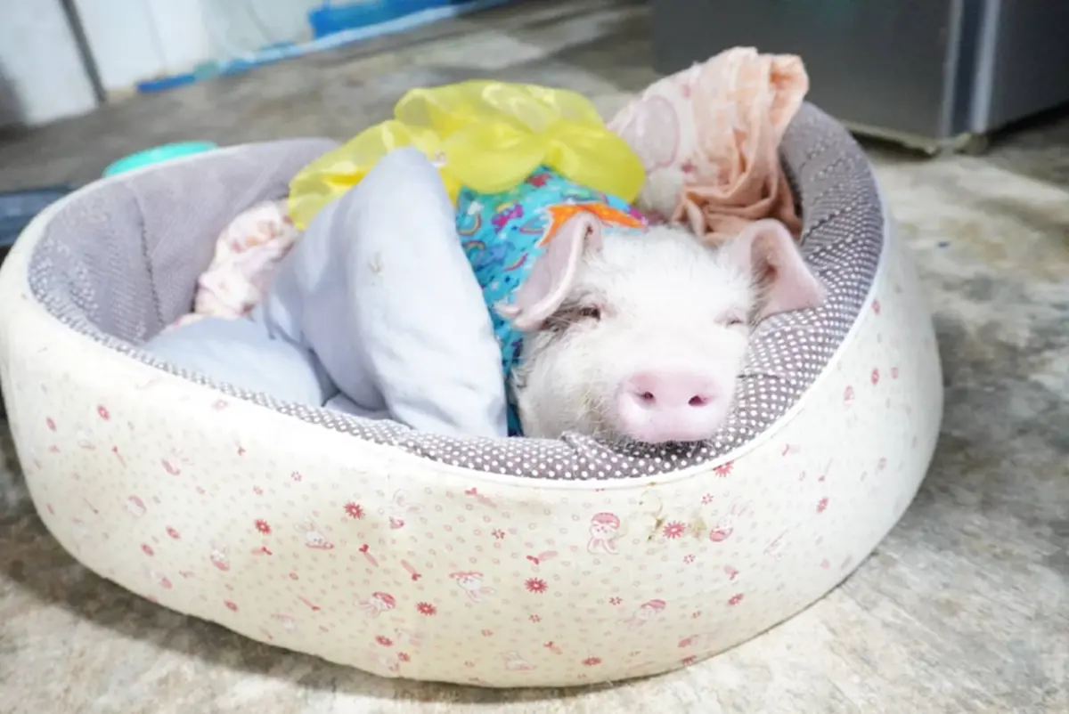 "เฮงเฮง"ลูกหมูโดดลงรถกลางถนน ลาโลกแล้ว เจ้าของเผยสาเหตุเศร้า