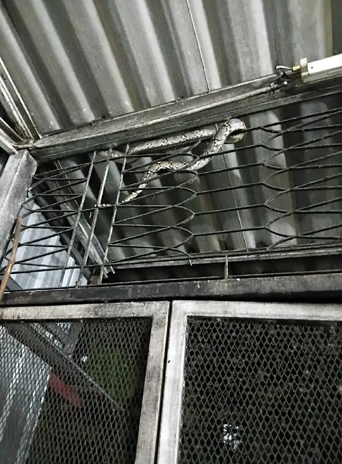 แม่ค้าตกใจ งูหลามเลื้อยเกี่ยวกำแพงร้าน คอหวยแห่ส่องบ้านเลขที่