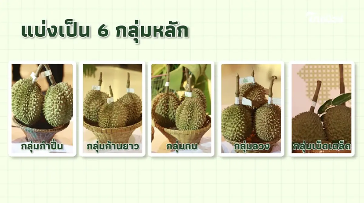 "ทุเรียน"ราชาแห่งผลไม้ไทย กับรหัสลับ GI ที่โลกต้องรู้จัก