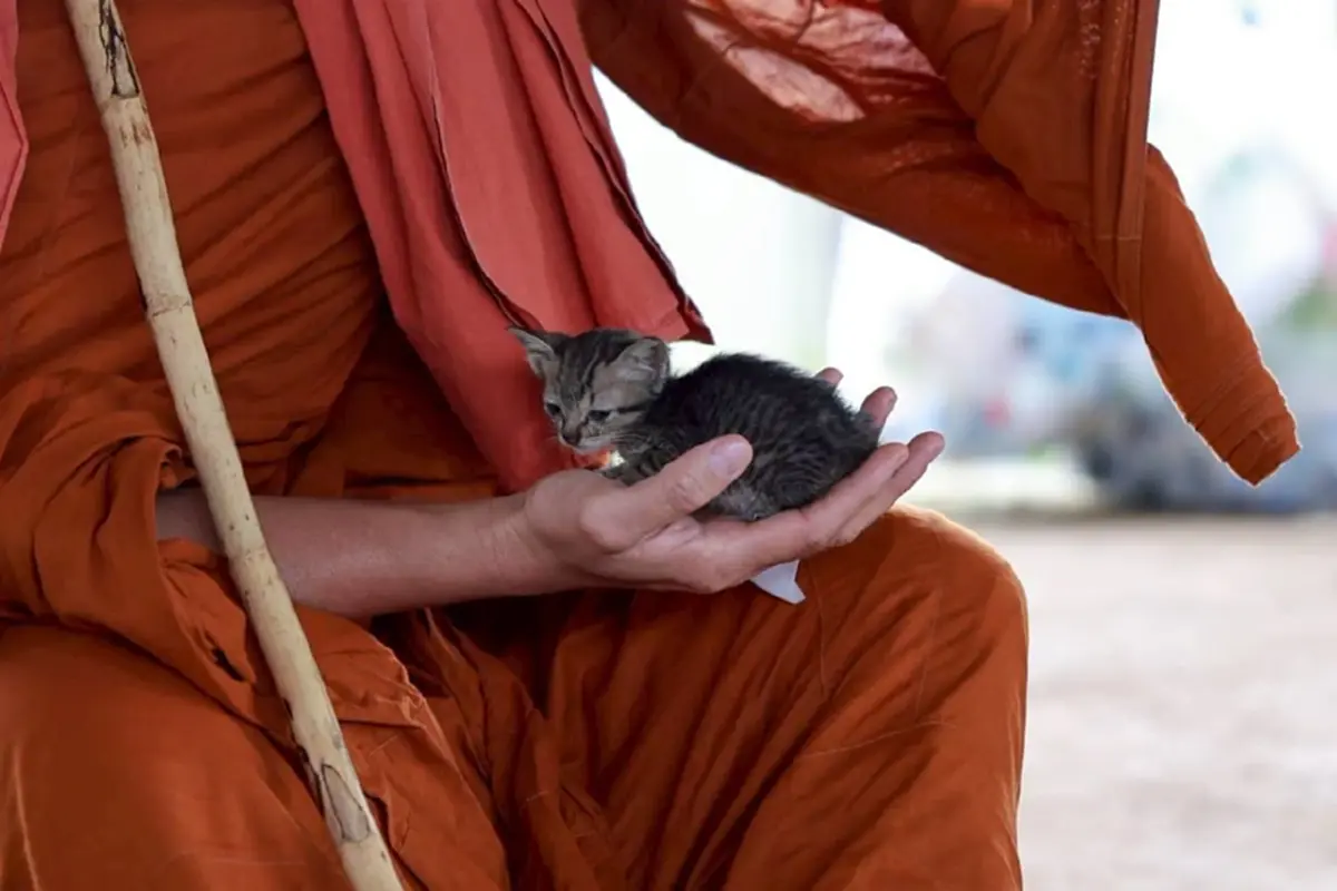 ฮีโร่ 4 ขา K9 สีนวล ช่วย 1 ชีวิตเล็ก ๆ จากเหตุดินถล่มบ้านปางอุ๋ง