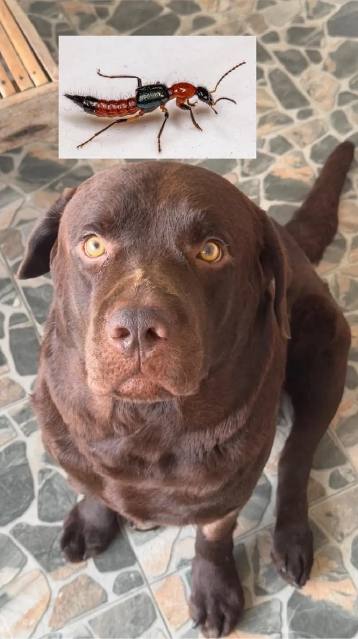 เจ้าของสูญเสียน้องหมา ถูกแมลงก้นกระดกต่อย พิษทำร้ายอวัยวะข้างใน