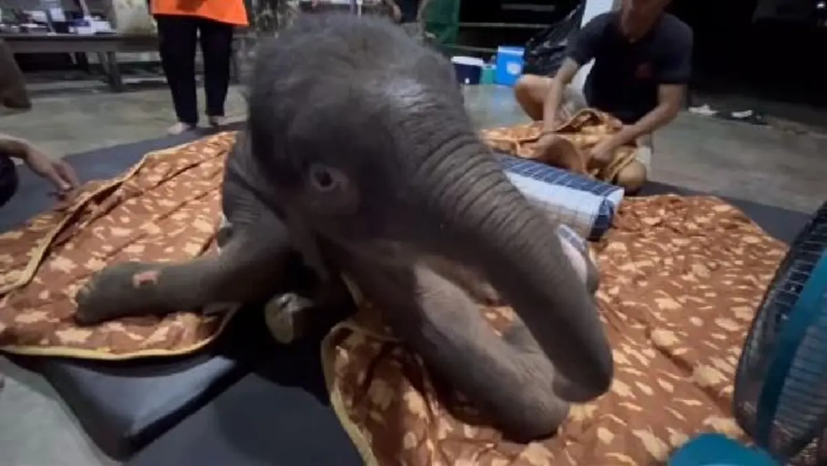 รู้แล้วใครตั้งชื่อ น้องข้าวต้ม แฝงความหมายแสนอบอุ่น ลึกซึ้ง