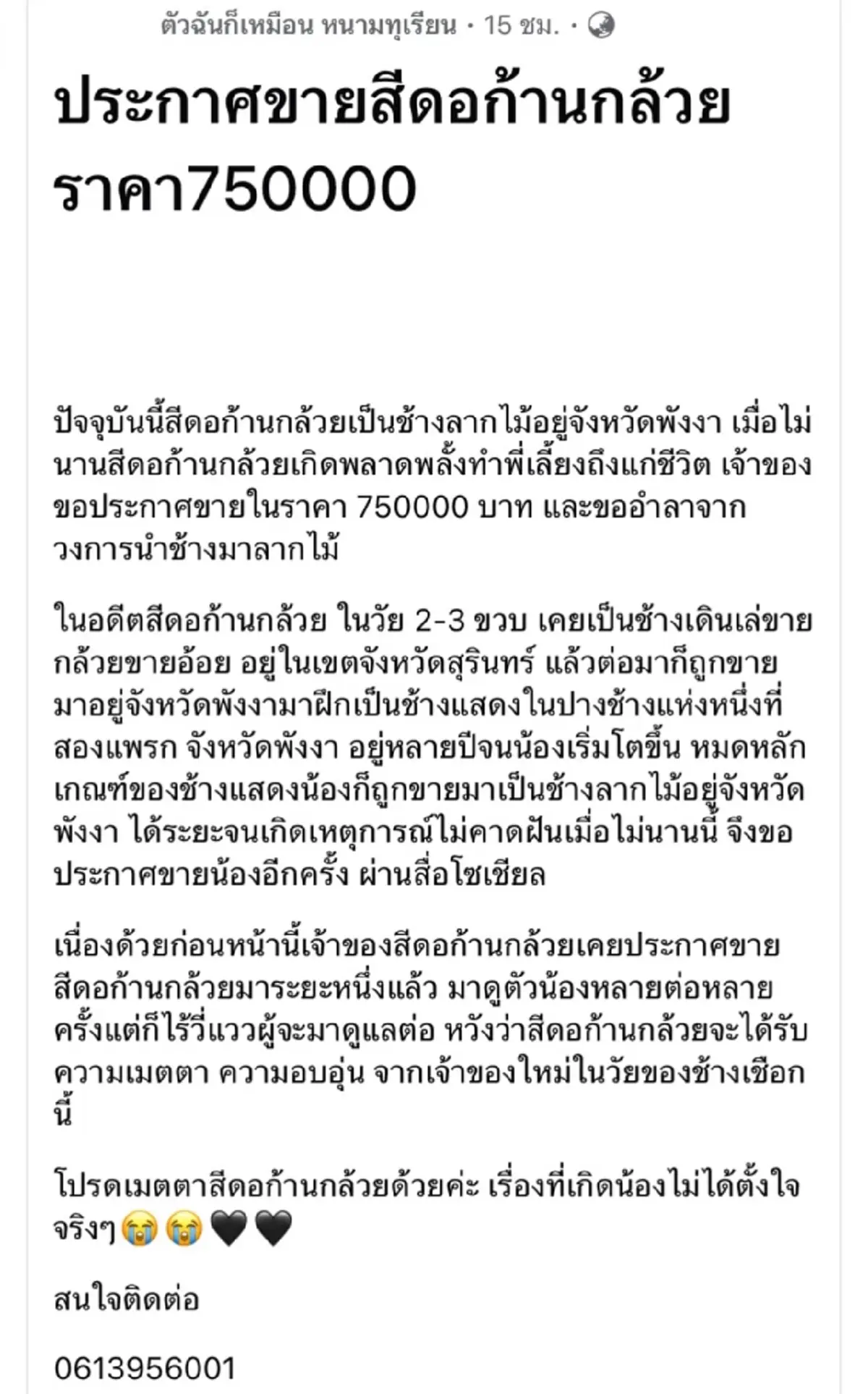 ประกาศขายสีดอก้านกล้วย ช้างลากไม้พังงา เคยผ่านชีวิตจากช้างเร่