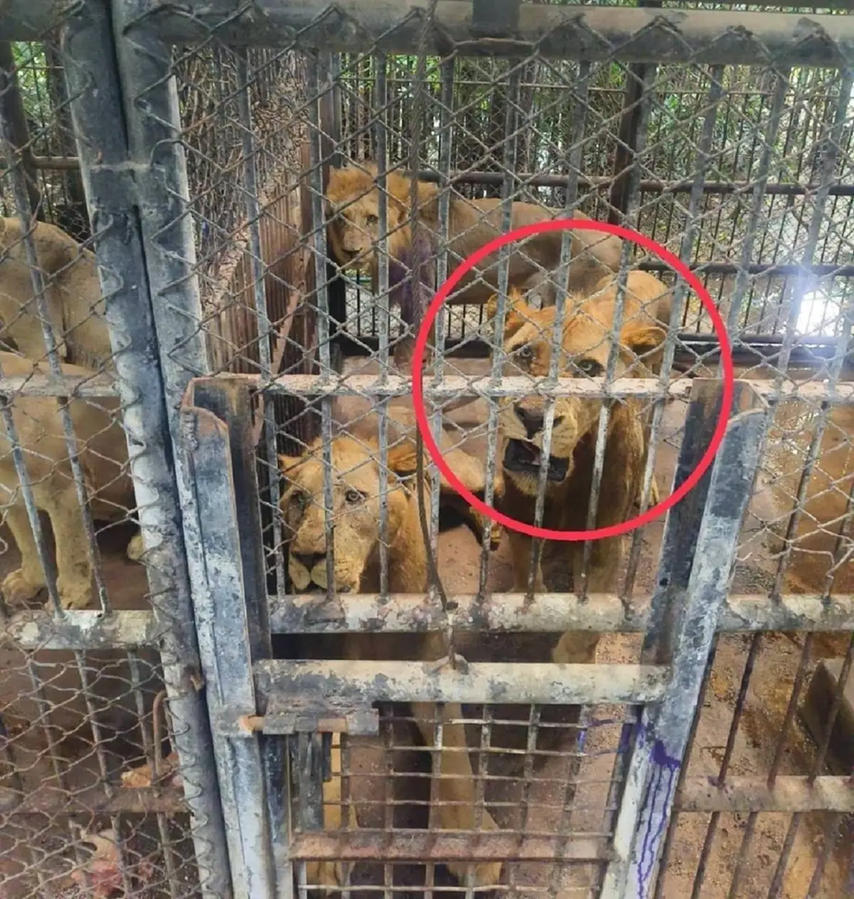 หมอสัตว์ป่า เตือนสิ่งน่ากังวลเรื่องสิงโต มันคือระเบิดเวลา