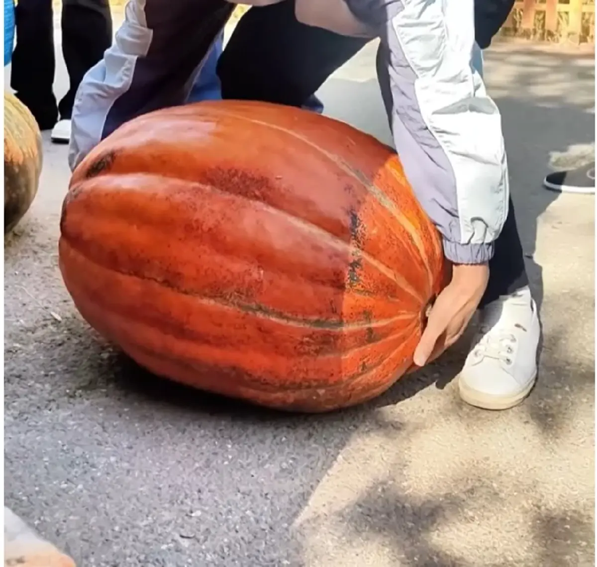 โชว์ความสำเร็จ เกษตรกรจีนทำได้ ฟักทองยักษ์ หนักทะลุ 40 กก.