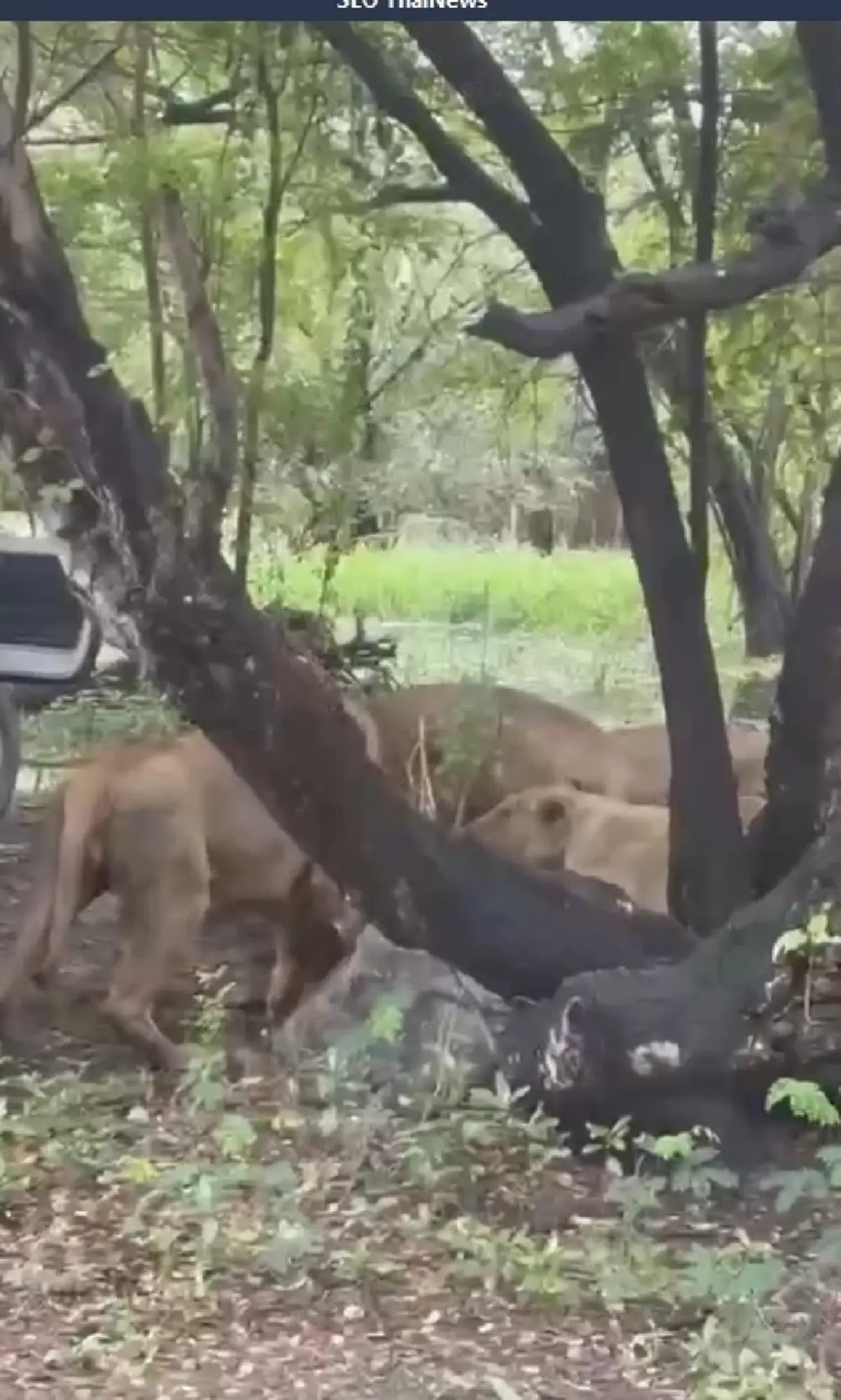 รู้แล้ว "นายเจียน" มีหน้าที่ทำอะไรในสวนสัตว์ ตำแหน่งไม่ธรรมดา