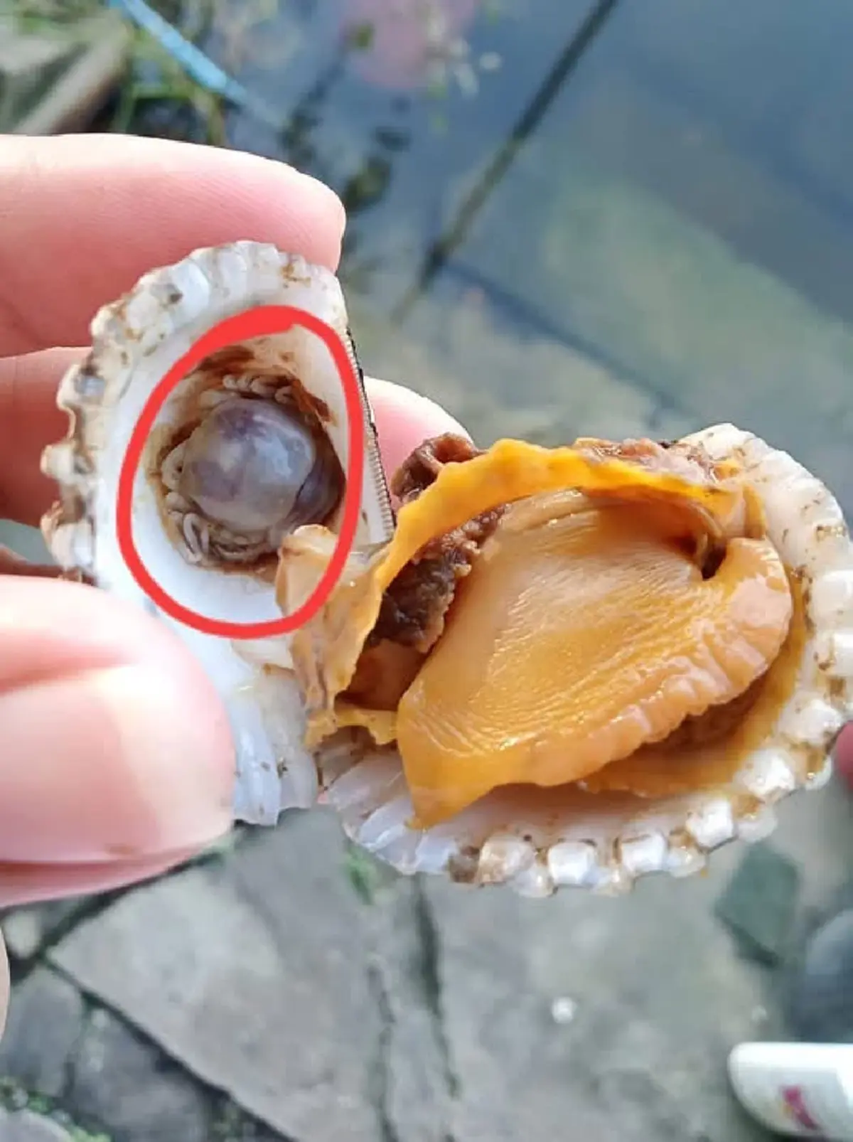 รู้แล้ว "ตัวอะไรในหอยแครง" ก้อนกลมเล็ก มีเปลือกใส หลายคนบอกของดี