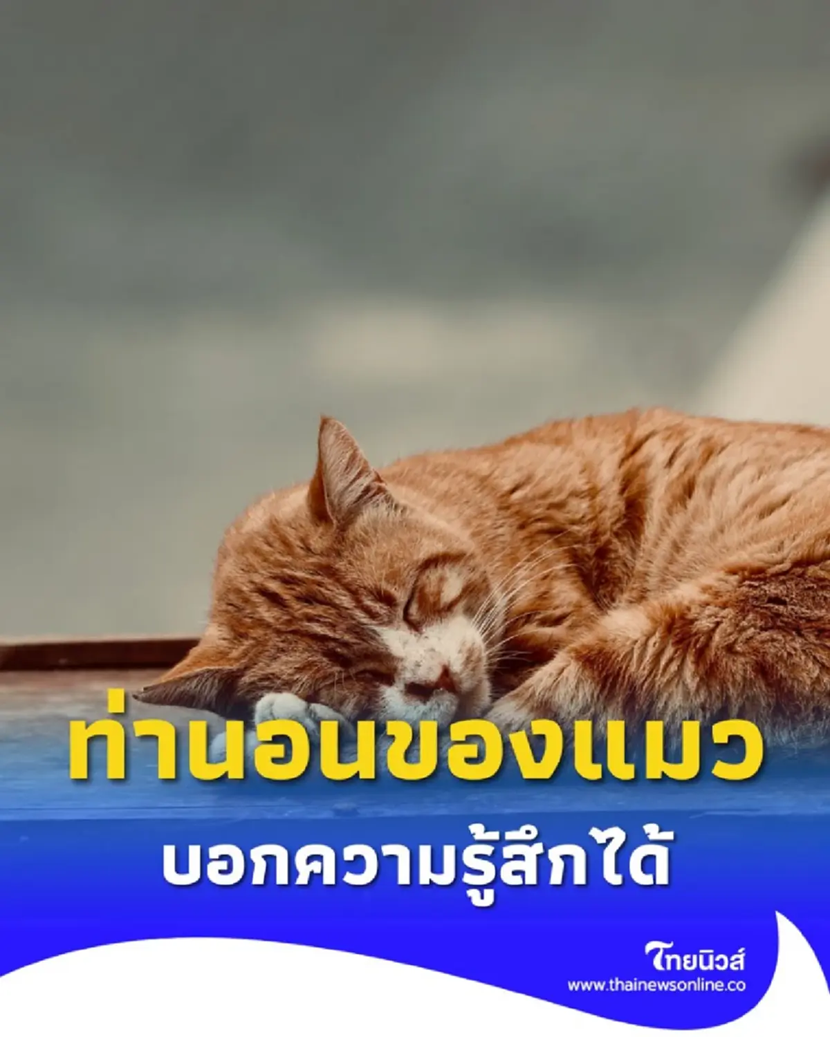เปิดท่านอนของแมว บอกความรักที่มีต่อคุณได้มากกว่าที่คิด