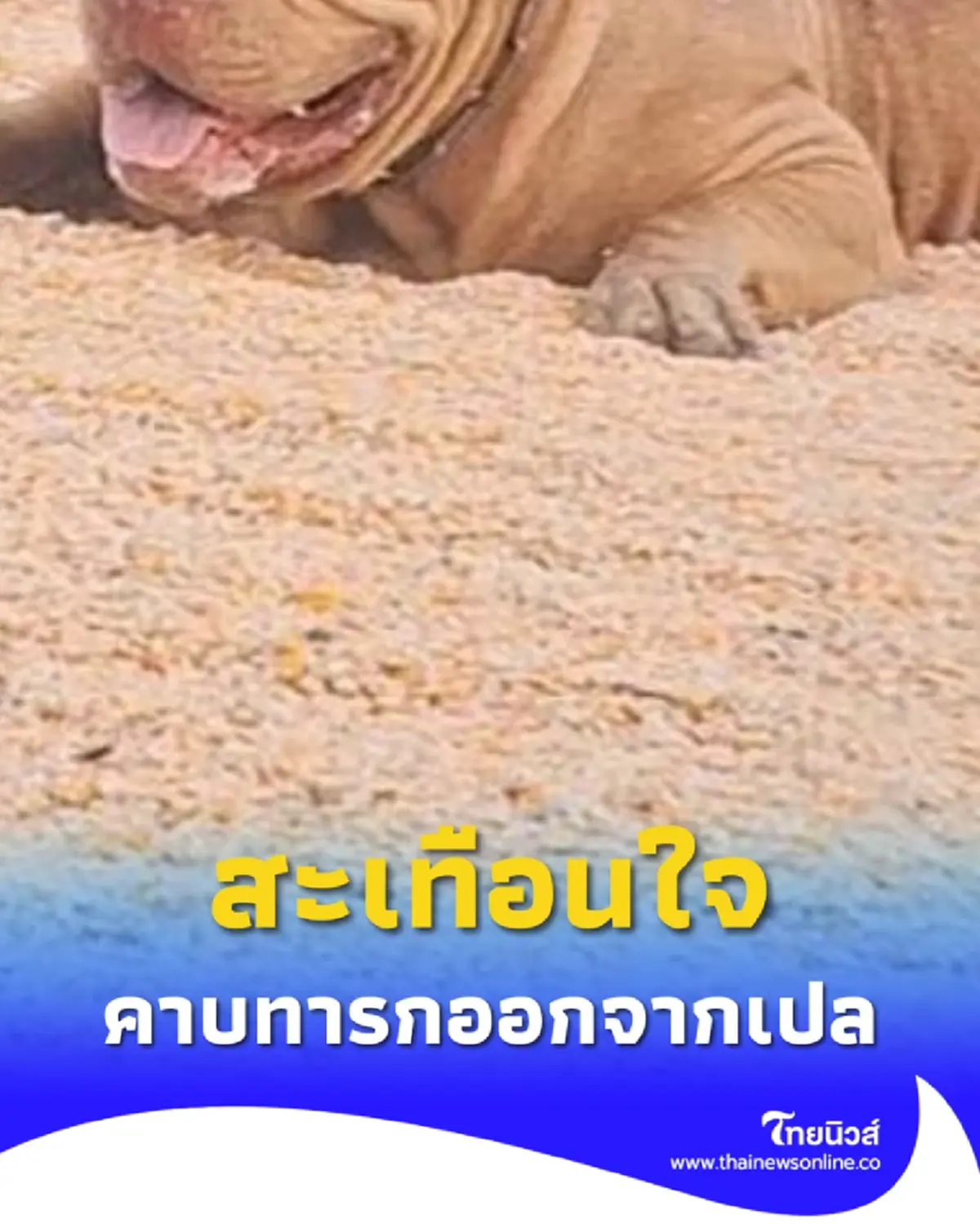 สุนัขพิตบูล คาบทารกอายุเพียง 2 เดือน ทิ้งลงรางระบายน้ำ