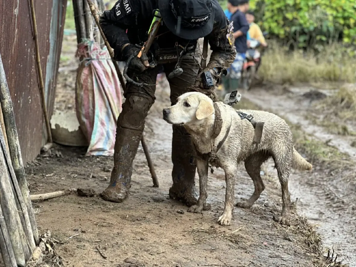 ฮีโร่ 4 ขา K9 สีนวล ช่วย 1 ชีวิตเล็ก ๆ จากเหตุดินถล่มบ้านปางอุ๋ง