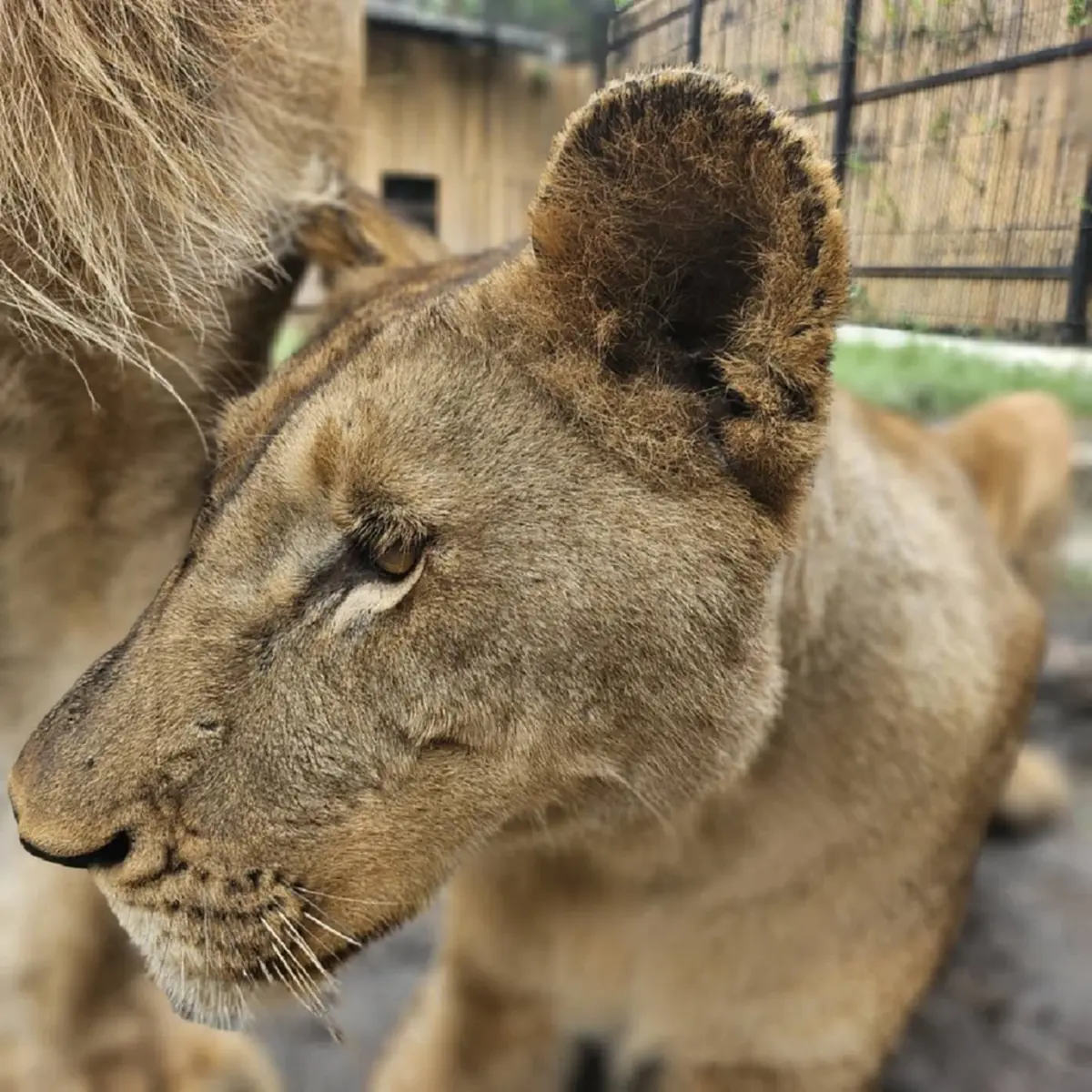 จังหวัดที่เลี้ยง "สิงโต" ในบ้าน - สวนสัตว์เยอะที่สุดในประเทศไทย