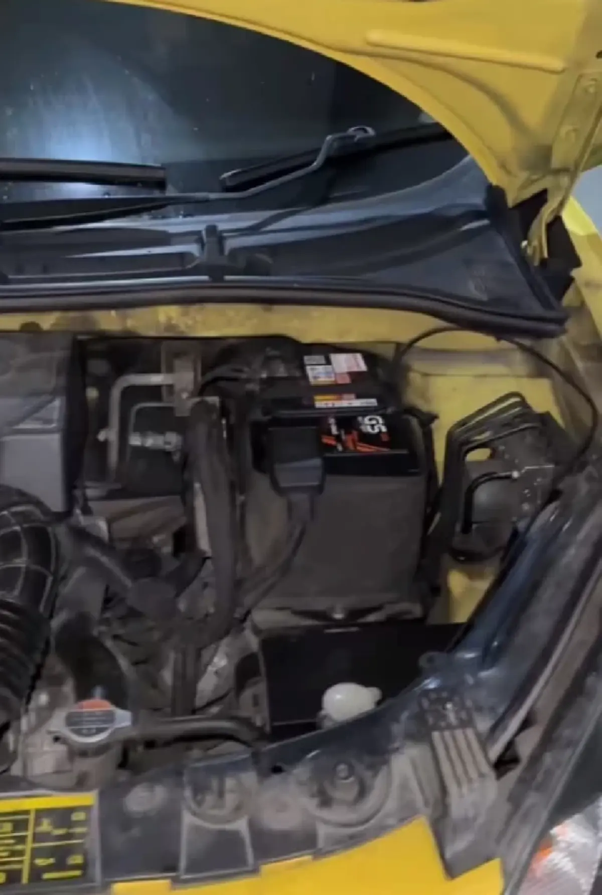 เปิดทะเบียน "ฮาย อาภาพร" แมวคลอดลูกในรถ เห็นแล้วต้องซูมดีๆ