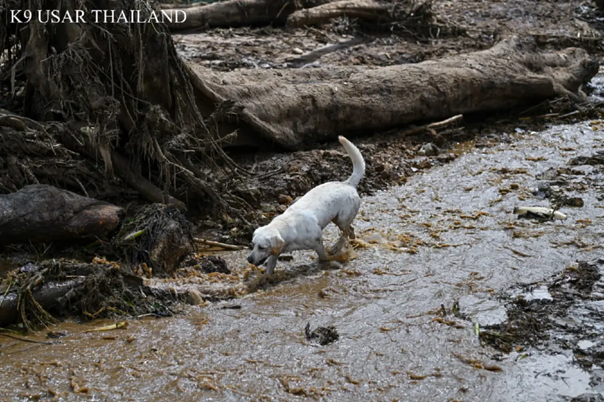K9 ไม่ท้อ ฝ่าฝนโคลน ลิลลี่-ซาฮาร่า พบร่างผู้สูญหายเพิ่ม