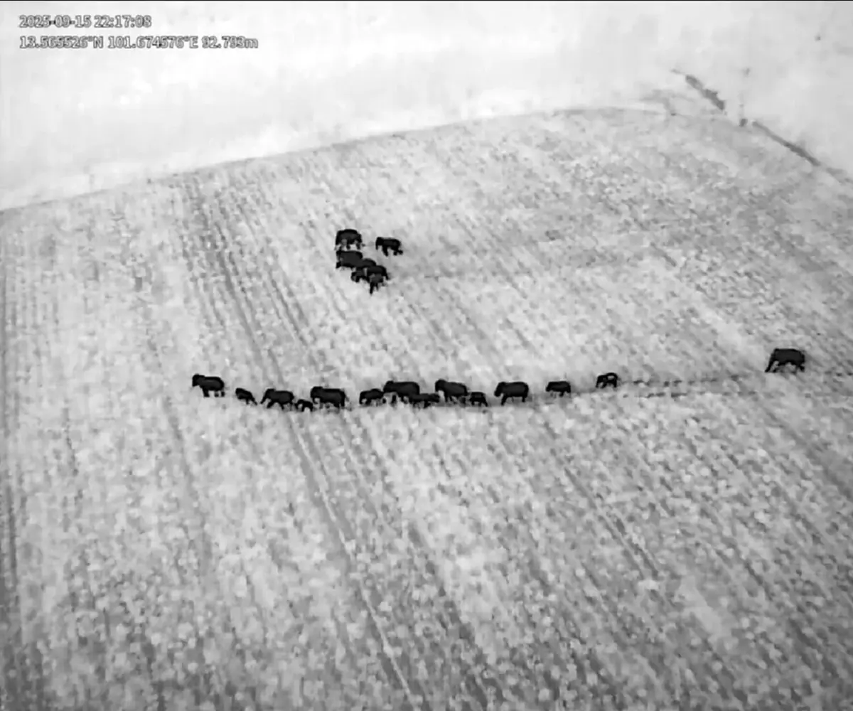 งานช้างของจริง ผนึกกำลังผลักดันโขลงช้างป่า 20 ตัวกลับบ้าน