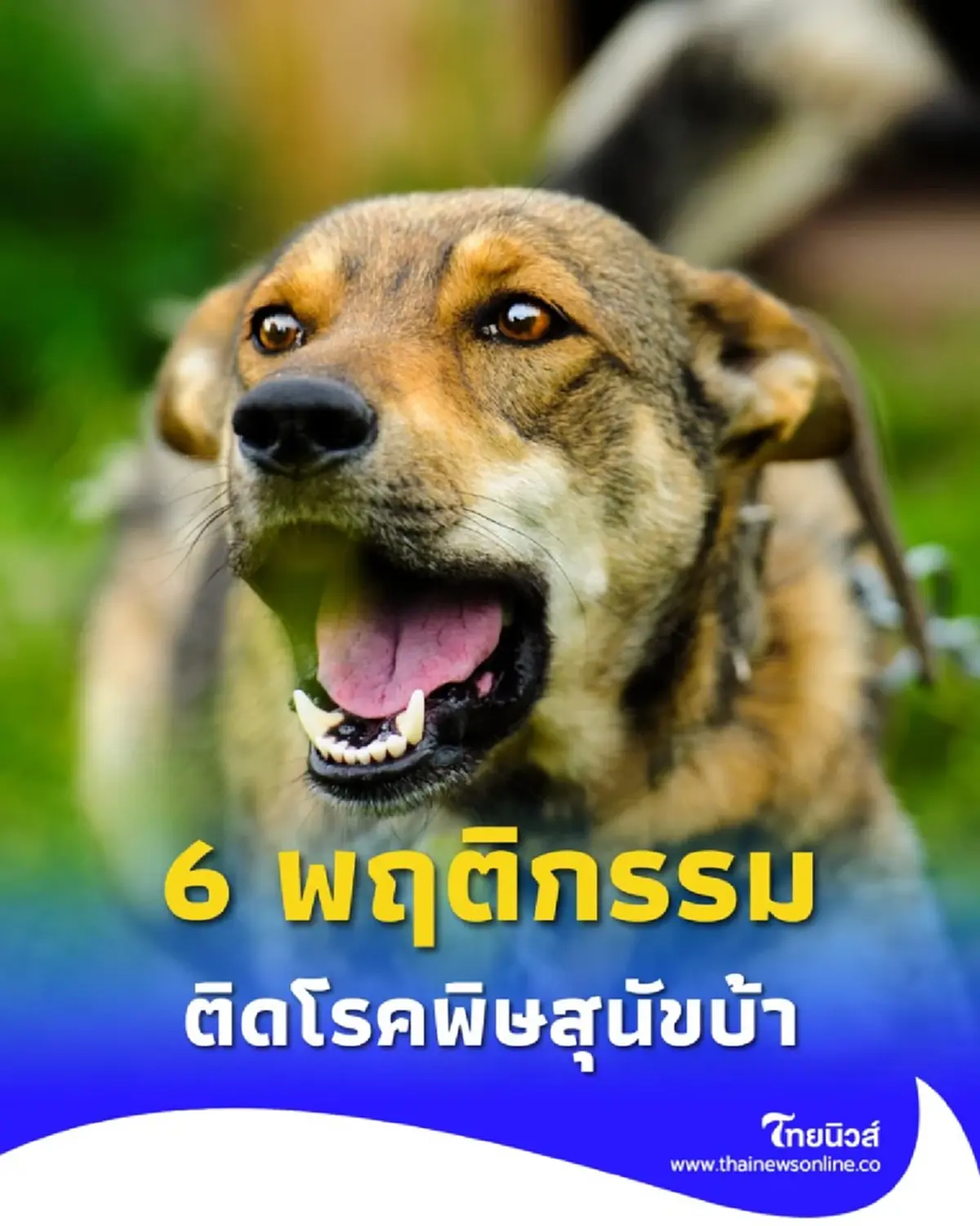 เปิด 6 พฤติกรรม สัตว์เลี้ยงติดโรคพิษสุนัขบ้า พร้อมพื้นที่ฉีดวัคซีนฟรี