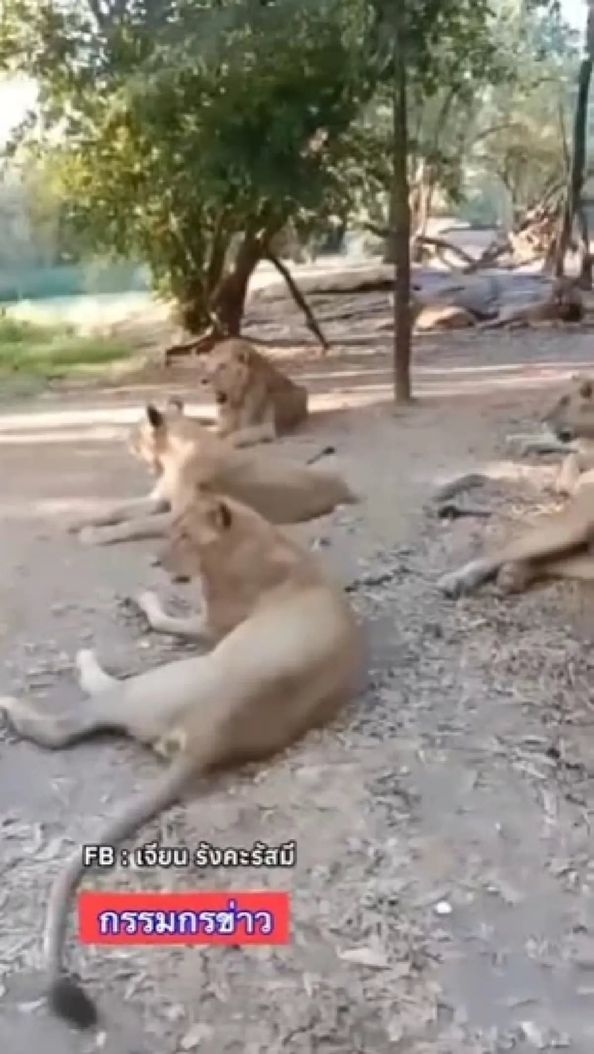 ย้อนคลิปความผูกพัน พี่เจียน-สิงโต ดูแลมากว่า 20 ปี เคยชมน่ารัก