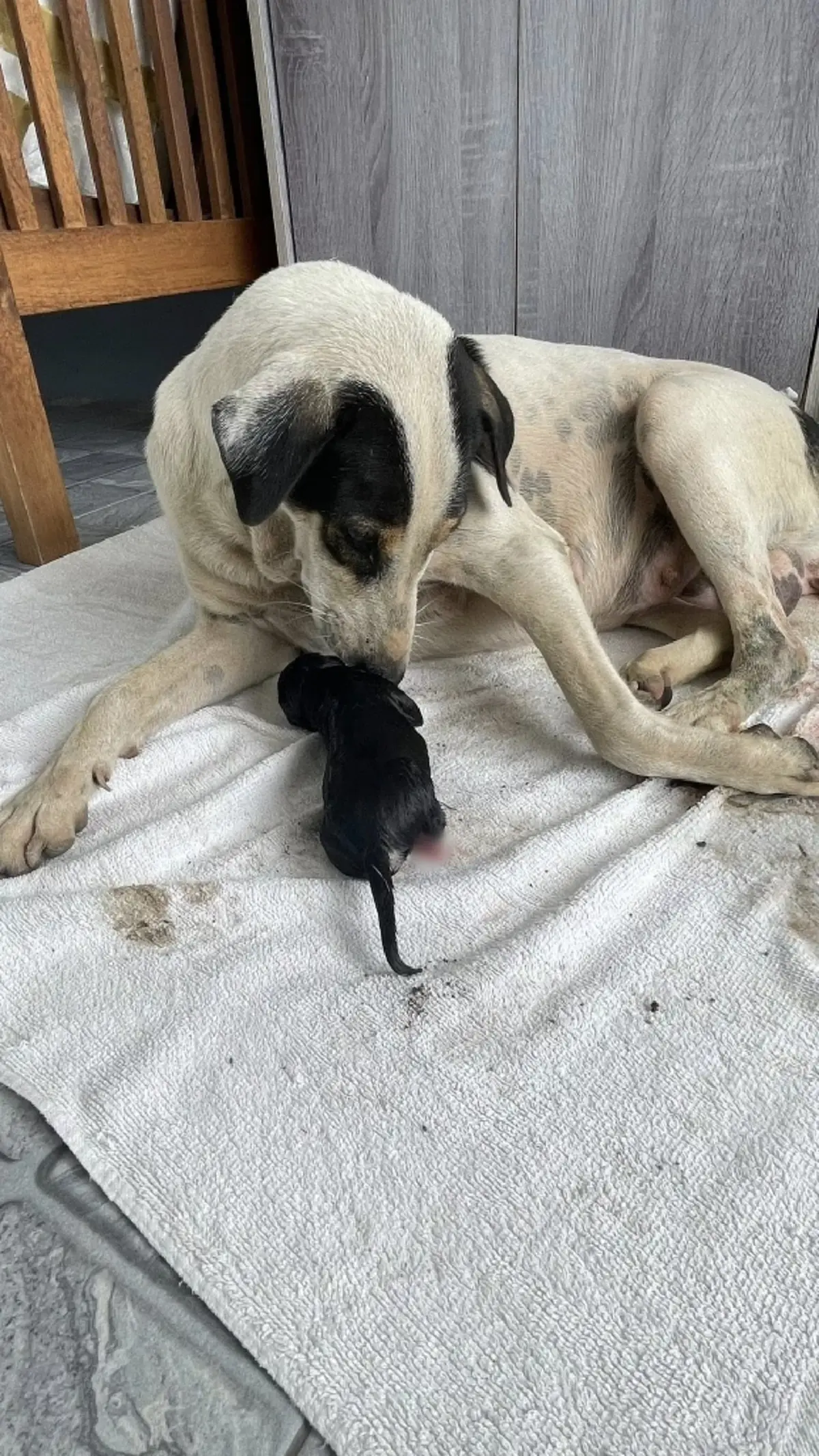 สาวตื่นเต้น เจอสุนัขจรคลอดลูกอยู่หน้าบ้าน ชาวเน็ตแห่ถามบ้านเลขที่