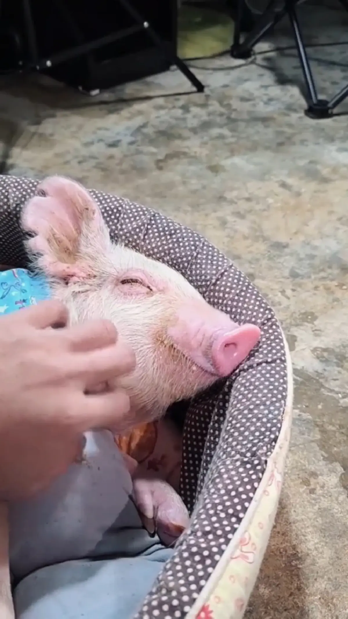 "เฮงเฮง"ลูกหมูโดดลงรถกลางถนน ลาโลกแล้ว เจ้าของเผยสาเหตุเศร้า