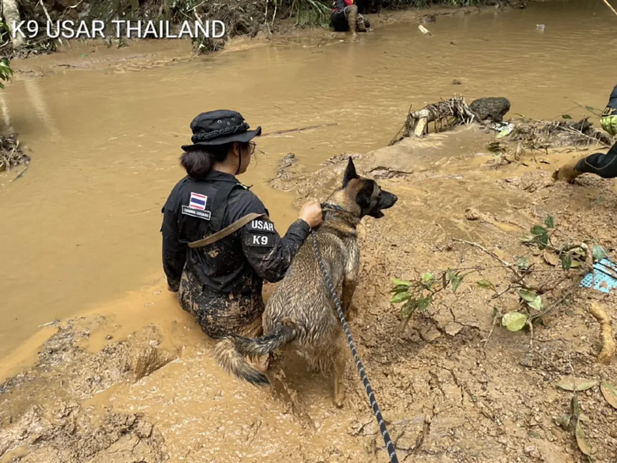 K9 ไม่ท้อ ฝ่าฝนโคลน ลิลลี่-ซาฮาร่า พบร่างผู้สูญหายเพิ่ม