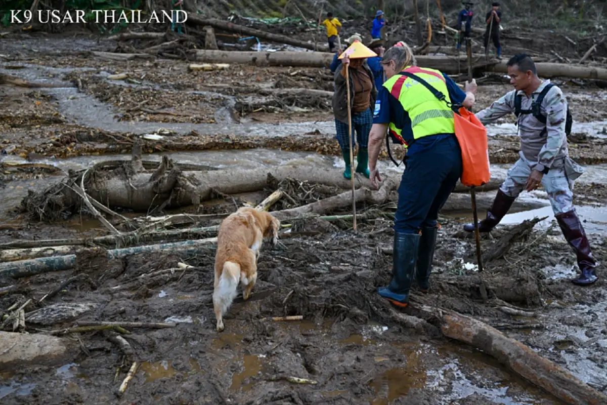 K9 ไม่ท้อ ฝ่าฝนโคลน ลิลลี่-ซาฮาร่า พบร่างผู้สูญหายเพิ่ม