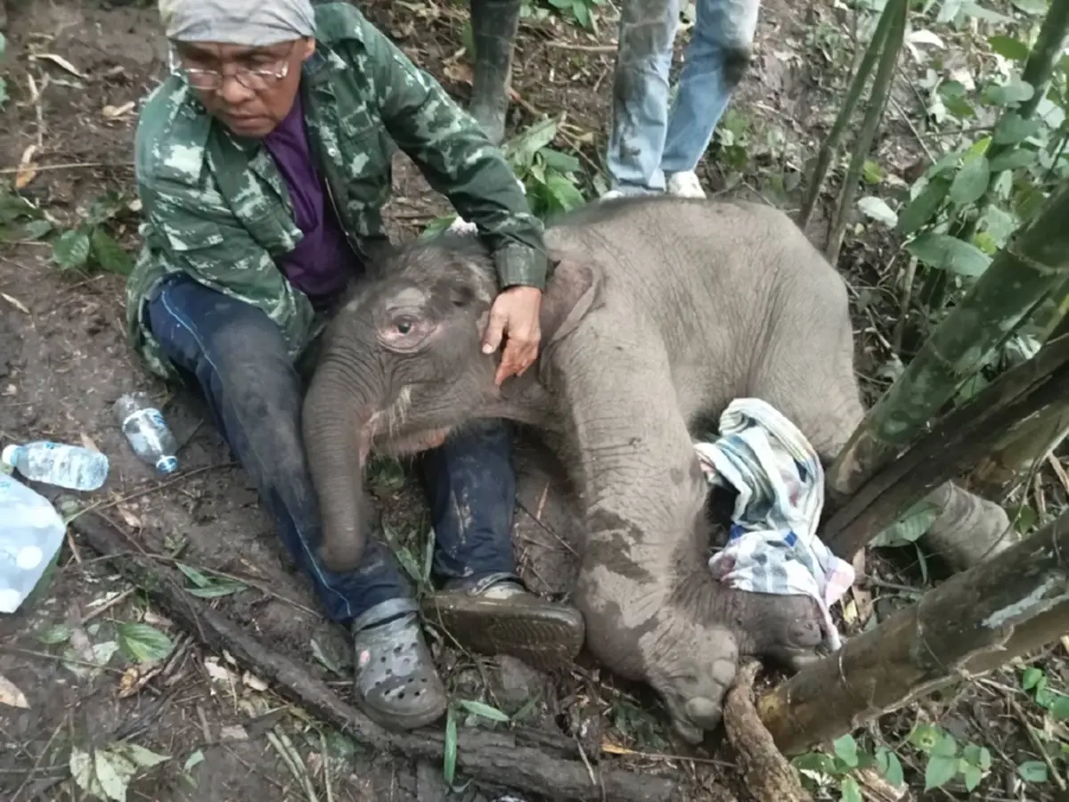 อาการล่าสุด น้องข้าวต้ม ลูกช้างป่าพลัดหลง ย้ายมารักษาที่บึงฉวาก