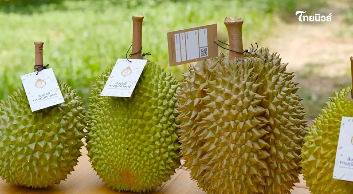 "ทุเรียน"ราชาแห่งผลไม้ไทย กับรหัสลับ GI ที่โลกต้องรู้จัก