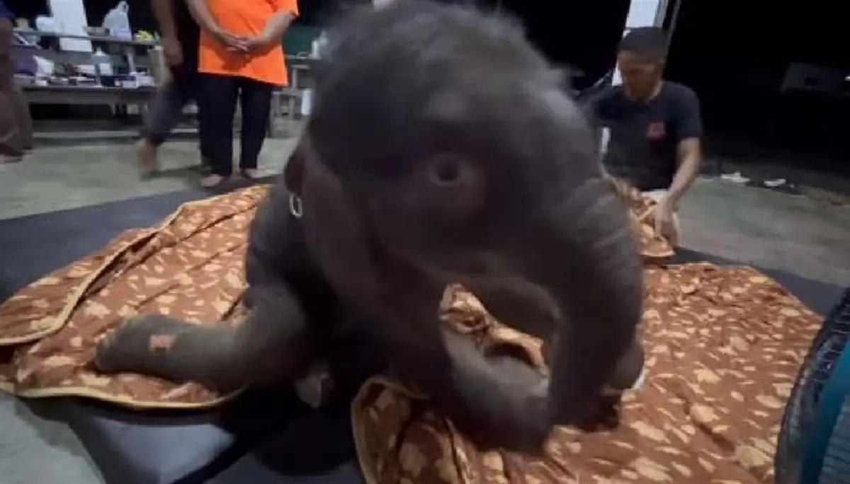 รู้แล้วน้ำตาซึม อัปเดตการรักษา น้องข้าวต้ม ล่าสุดมีข่าวดี