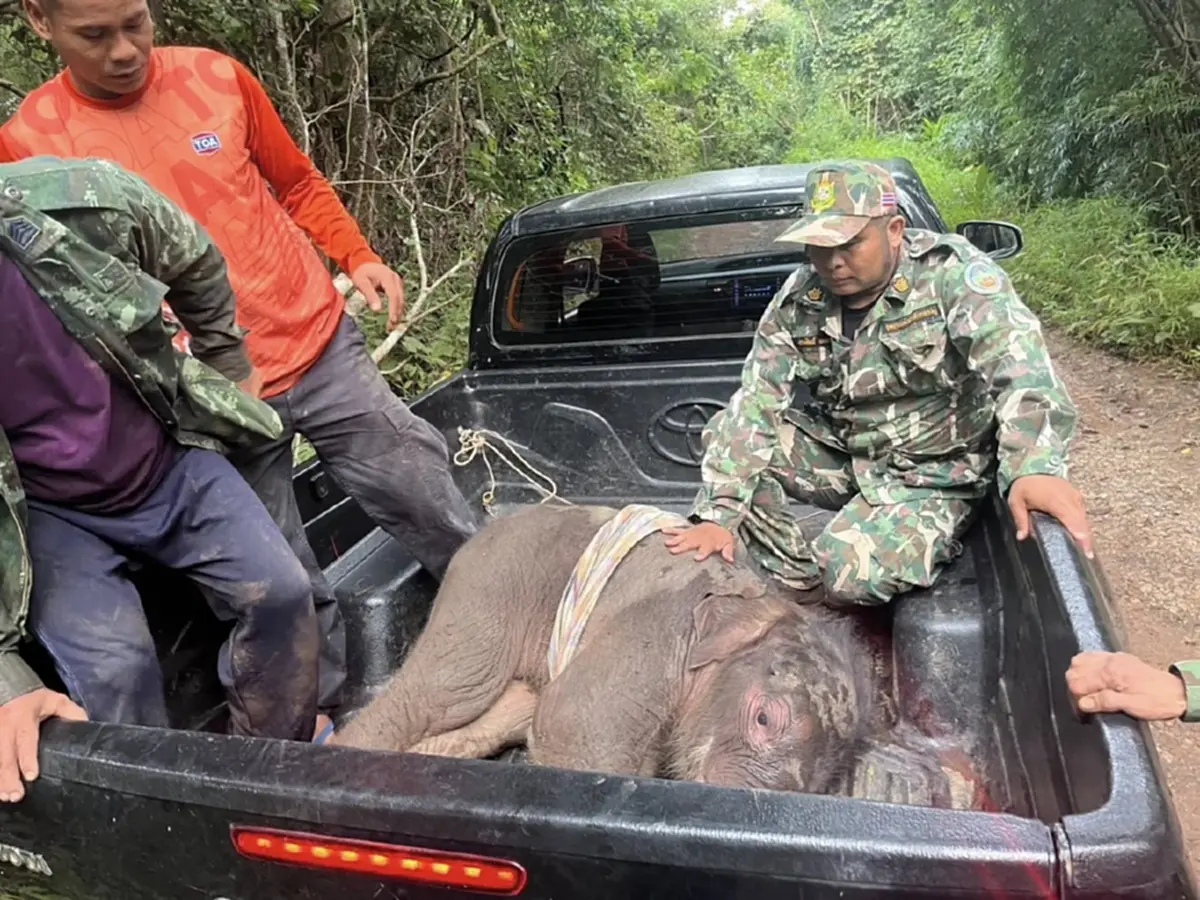 อาการล่าสุด น้องข้าวต้ม ลูกช้างป่าพลัดหลง ย้ายมารักษาที่บึงฉวาก