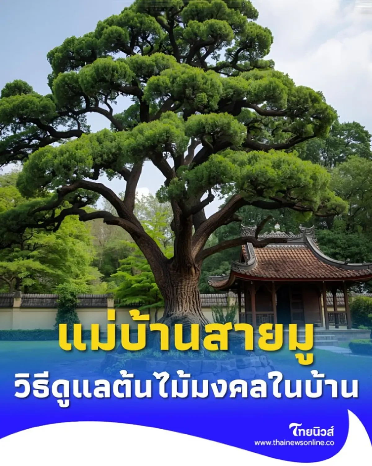 เปิด 5 เคล็ดลับดูแลต้นไม้มงคลให้รุ่งเรือง เสริมโชคลาภตลอดปี