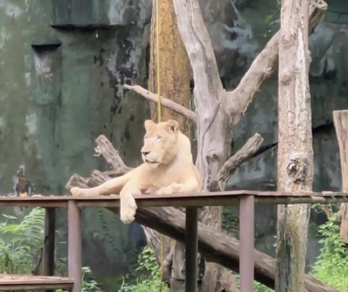 เยอะมาก อุทยานฯ เผยจำนวน สิงโตในไทย ที่ถูกอนุญาตให้ครอบครอง