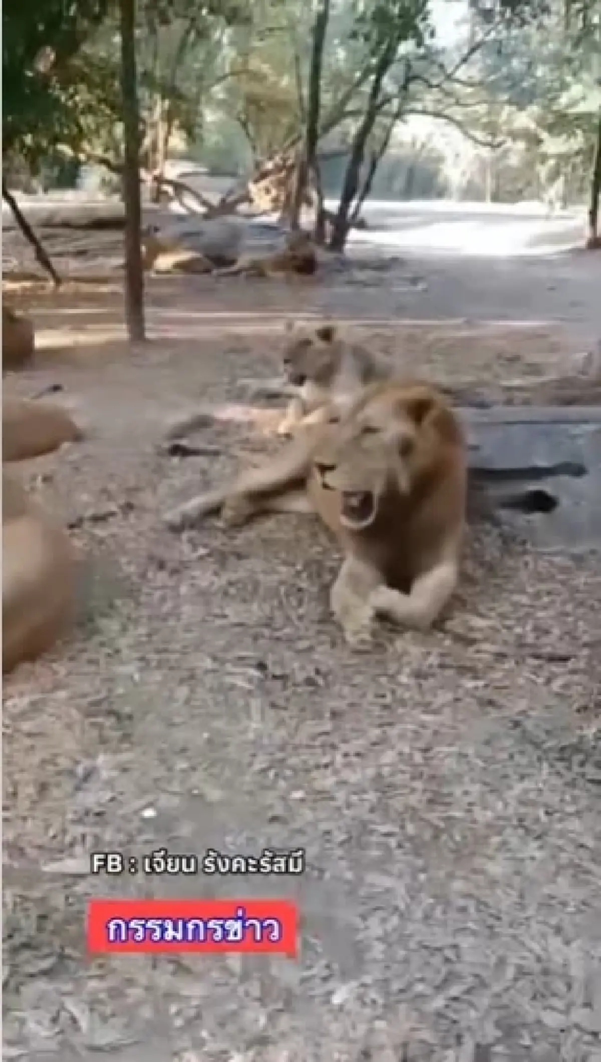 ย้อนคลิปความผูกพัน พี่เจียน-สิงโต ดูแลมากว่า 20 ปี เคยชมน่ารัก