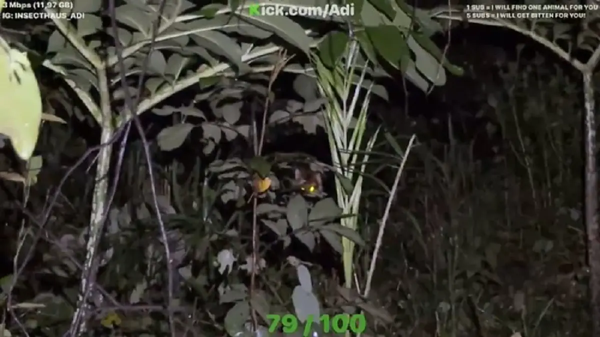 ยูทูบเบอร์หนุ่มเดินป่าจู่ๆ เจอเสือโคร่ง ทุกเสี้ยวนาทีคือชีวิต