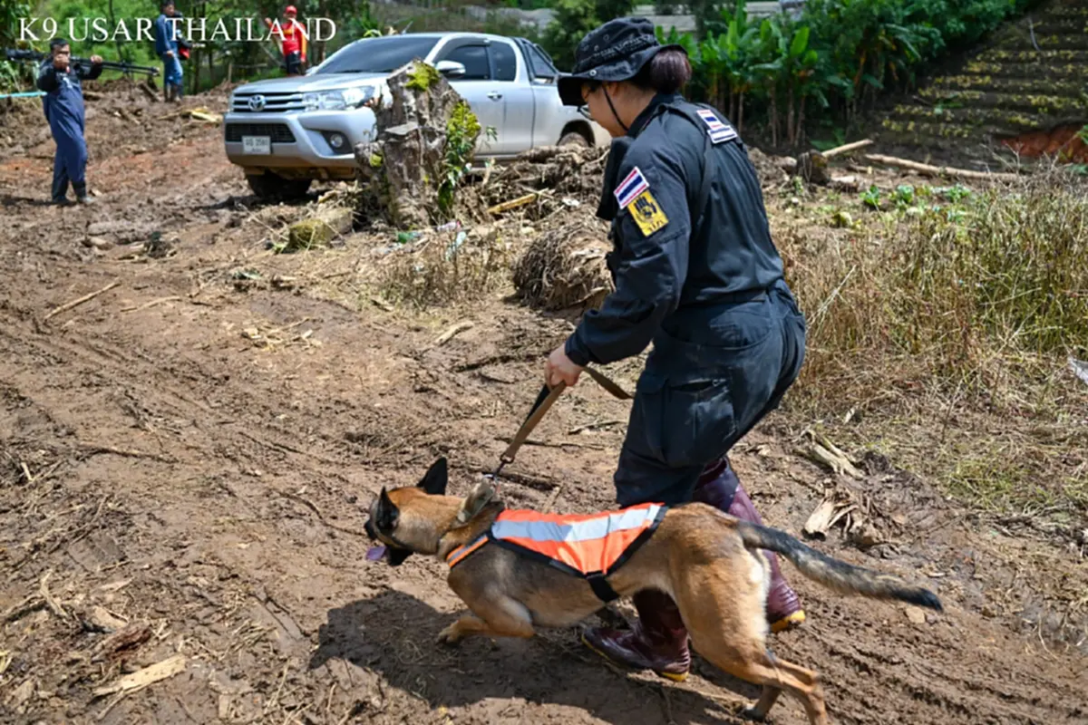 K9 ไม่ท้อ ฝ่าฝนโคลน ลิลลี่-ซาฮาร่า พบร่างผู้สูญหายเพิ่ม