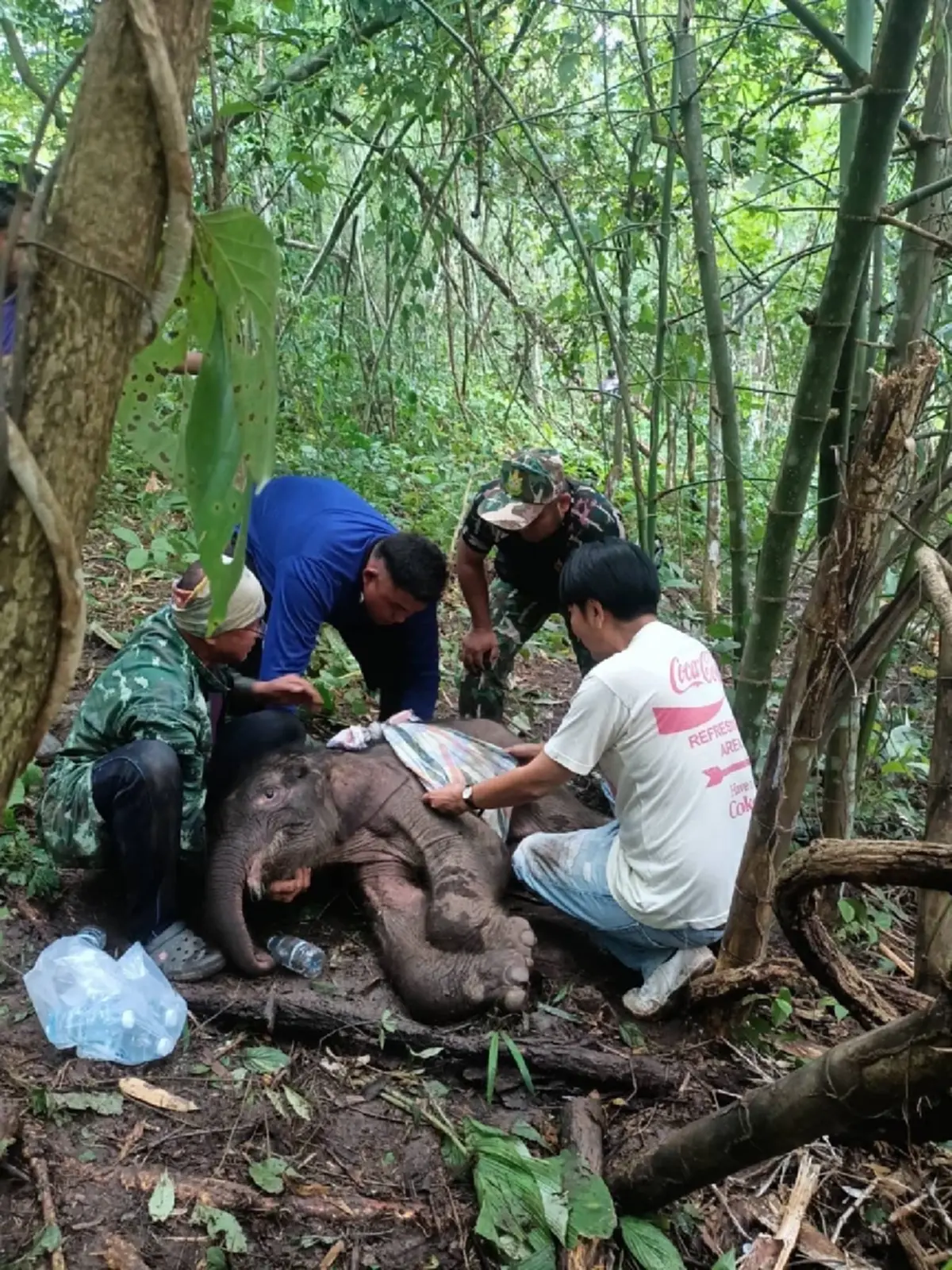 อาการล่าสุด น้องข้าวต้ม ลูกช้างป่าพลัดหลง ย้ายมารักษาที่บึงฉวาก