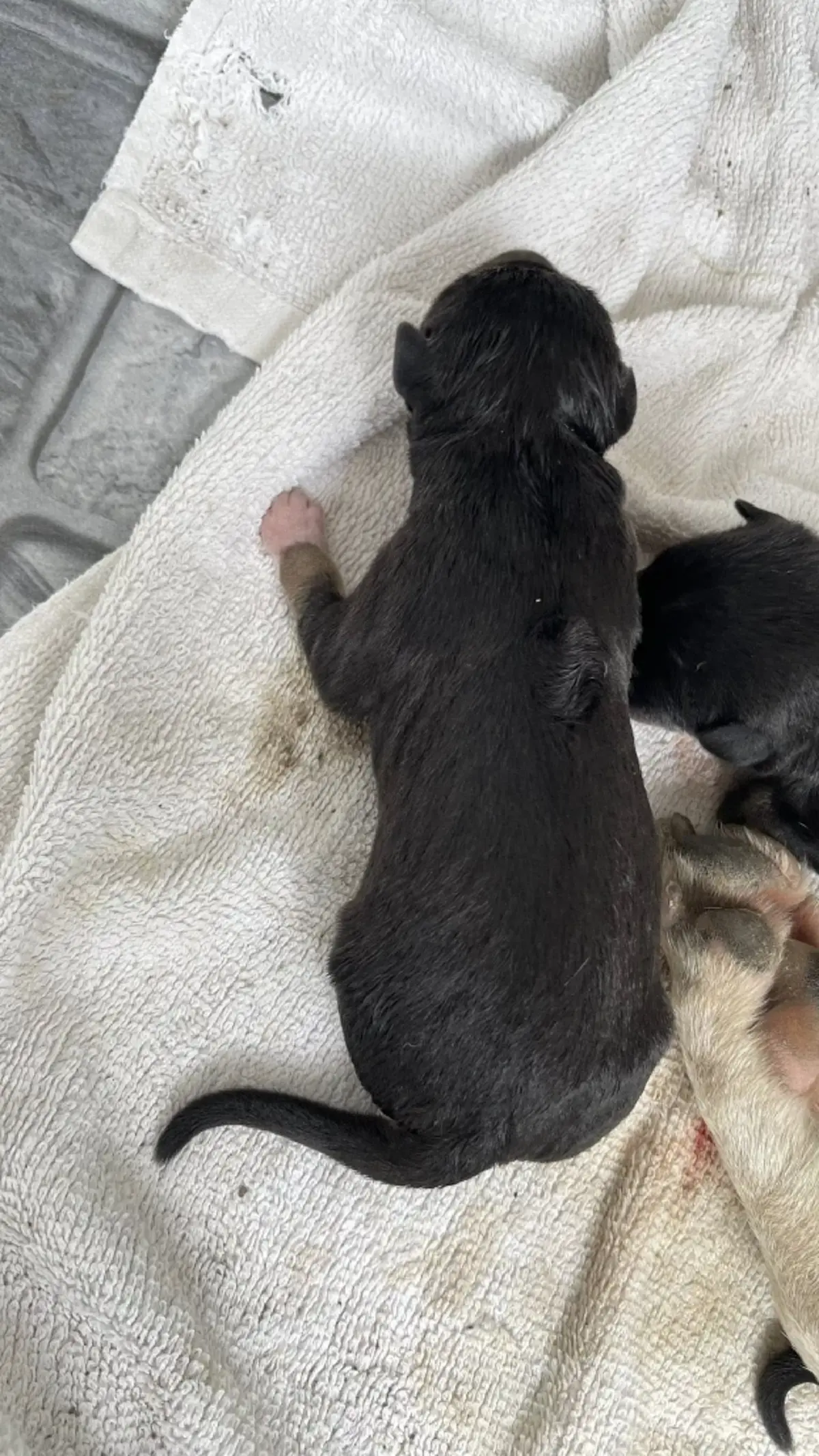 สาวตื่นเต้น เจอสุนัขจรคลอดลูกอยู่หน้าบ้าน ชาวเน็ตแห่ถามบ้านเลขที่