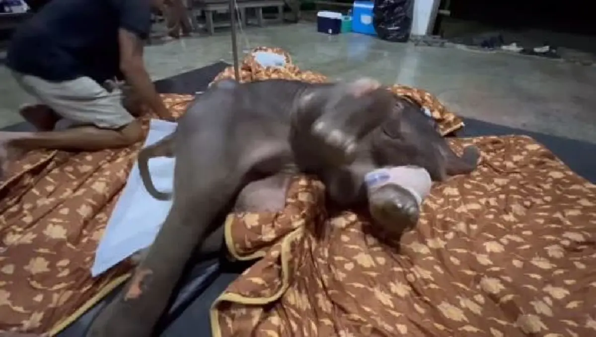 รู้แล้วน้ำตาซึม อัปเดตการรักษา น้องข้าวต้ม ล่าสุดมีข่าวดี