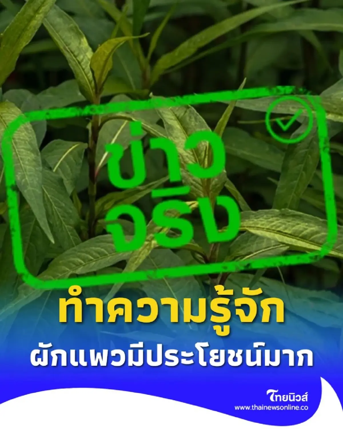 อย่ามองข้าม ผักแพว ผักไทยคู่ครัว ลดความเสี่ยงของโรคต่างๆ ได้