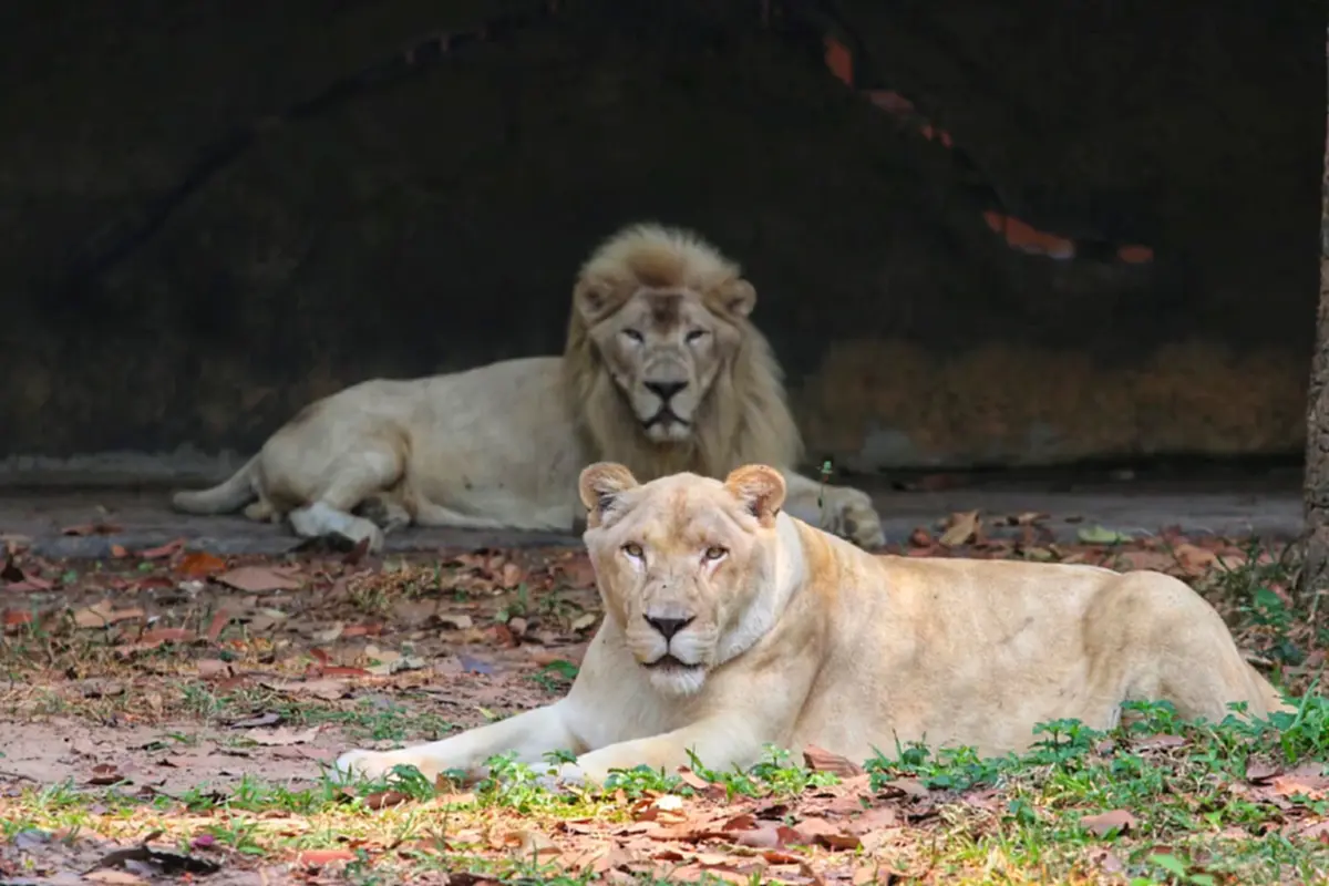 เยอะมาก อุทยานฯ เผยจำนวน สิงโตในไทย ที่ถูกอนุญาตให้ครอบครอง