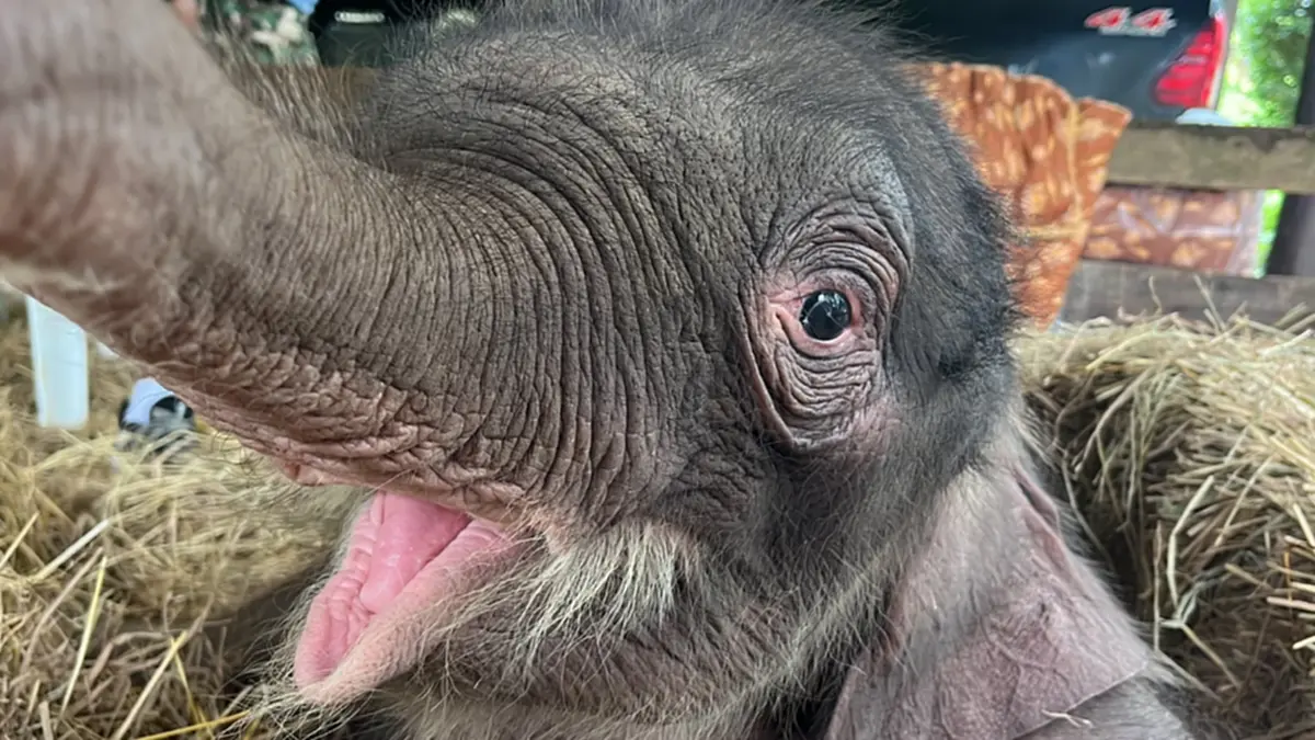 รู้แล้วน้ำตาซึม อัปเดตการรักษา น้องข้าวต้ม ล่าสุดมีข่าวดี