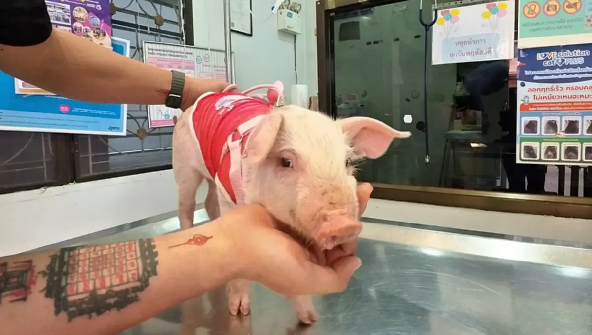 "เฮงเฮง"ลูกหมูโดดลงรถกลางถนน ลาโลกแล้ว เจ้าของเผยสาเหตุเศร้า