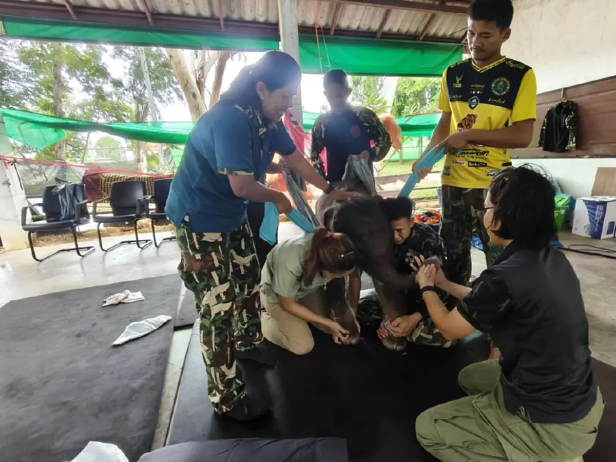 อาการล่าสุด "พังข้าวต้ม" พบหนองที่สะดือ ต้องทำแผลทุกวัน