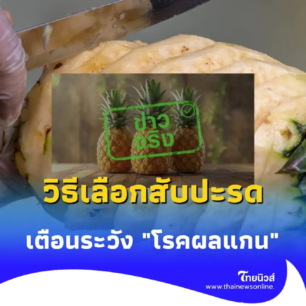 เทคนิคซื้อสับปะรดให้ได้ของดี พร้อมเตือนระวัง โรคผลแกน