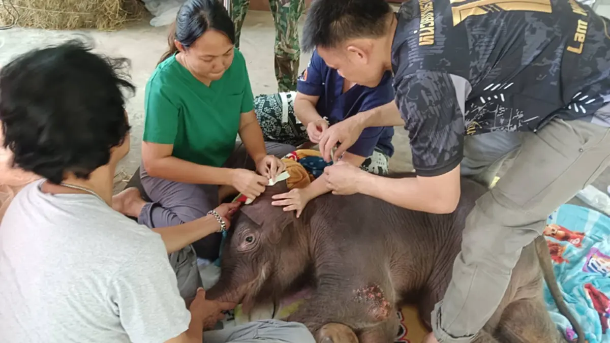 พบแม่ช้างป่า คาด\"พังสุขสันต์\" มุ่งหน้าพุชะนีตามหา\"ข้าวต้ม\"