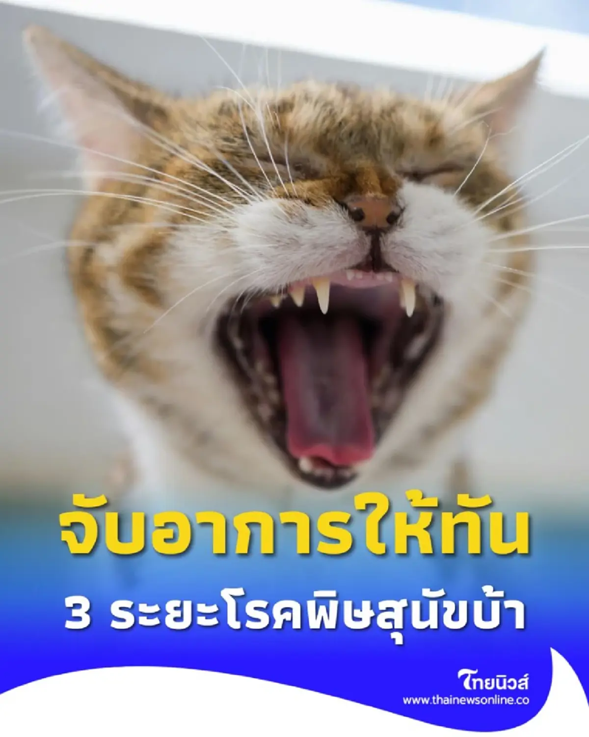 เช็กสัญญาณเตือน 3 ระยะโรคพิษสุนัขบ้า ก่อนสายเกินแก้