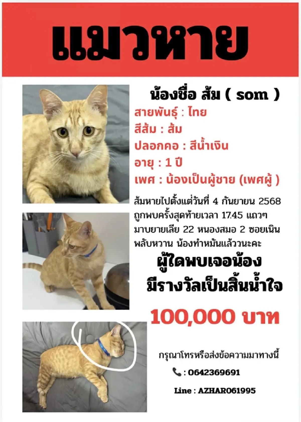 ประกาศหา แมวหาย ใครพบเจอ มอบทันที 1แสนบาท เผยพิกัดเบื้องต้น