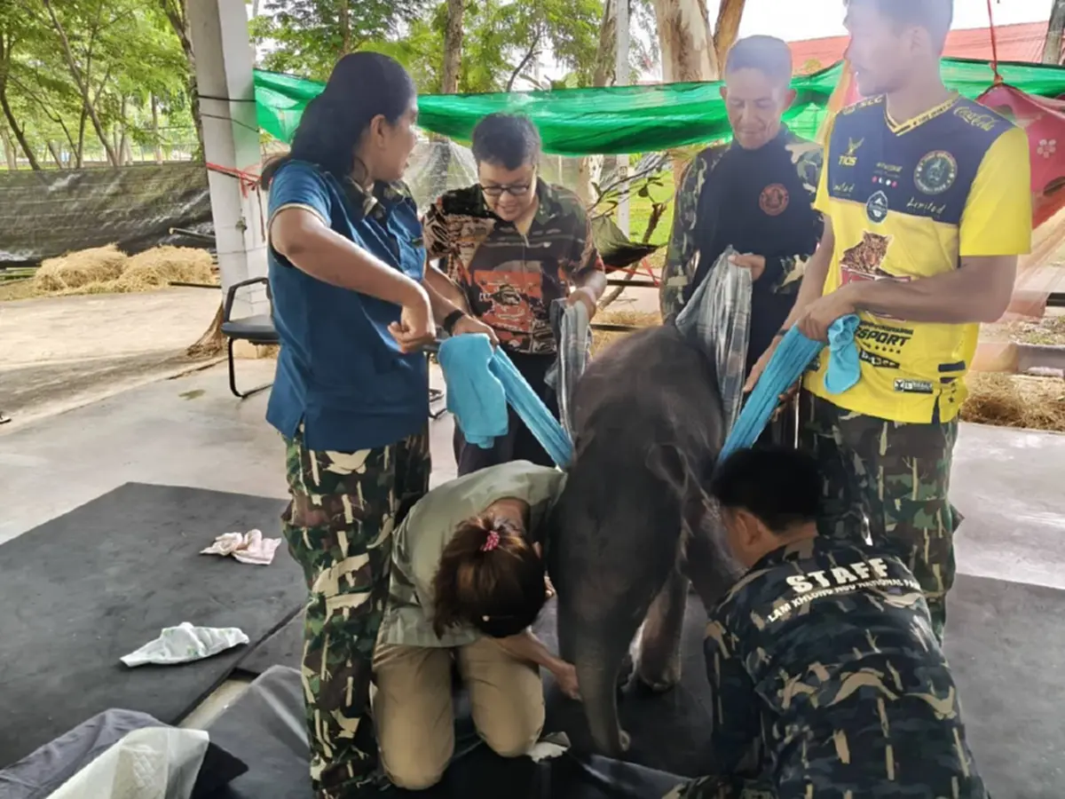 อาการล่าสุด "พังข้าวต้ม" พบหนองที่สะดือ ต้องทำแผลทุกวัน