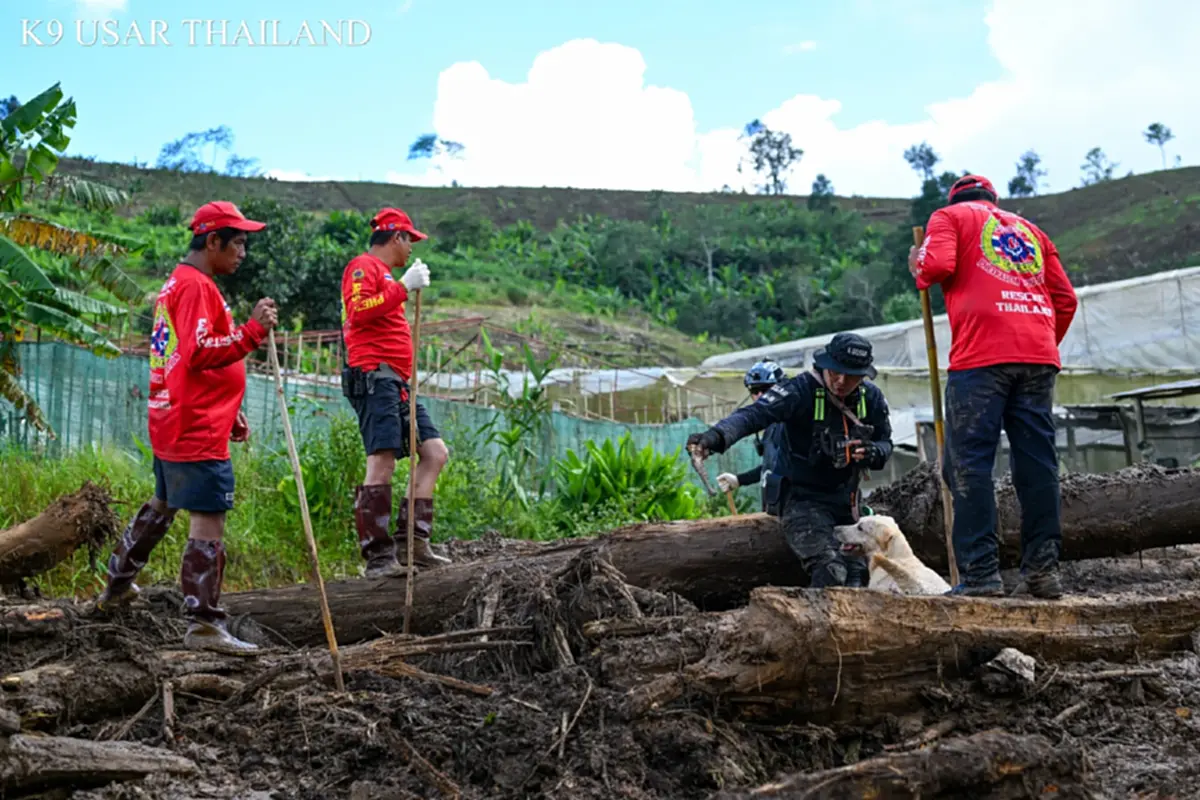 K9 ไม่ท้อ ฝ่าฝนโคลน ลิลลี่-ซาฮาร่า พบร่างผู้สูญหายเพิ่ม