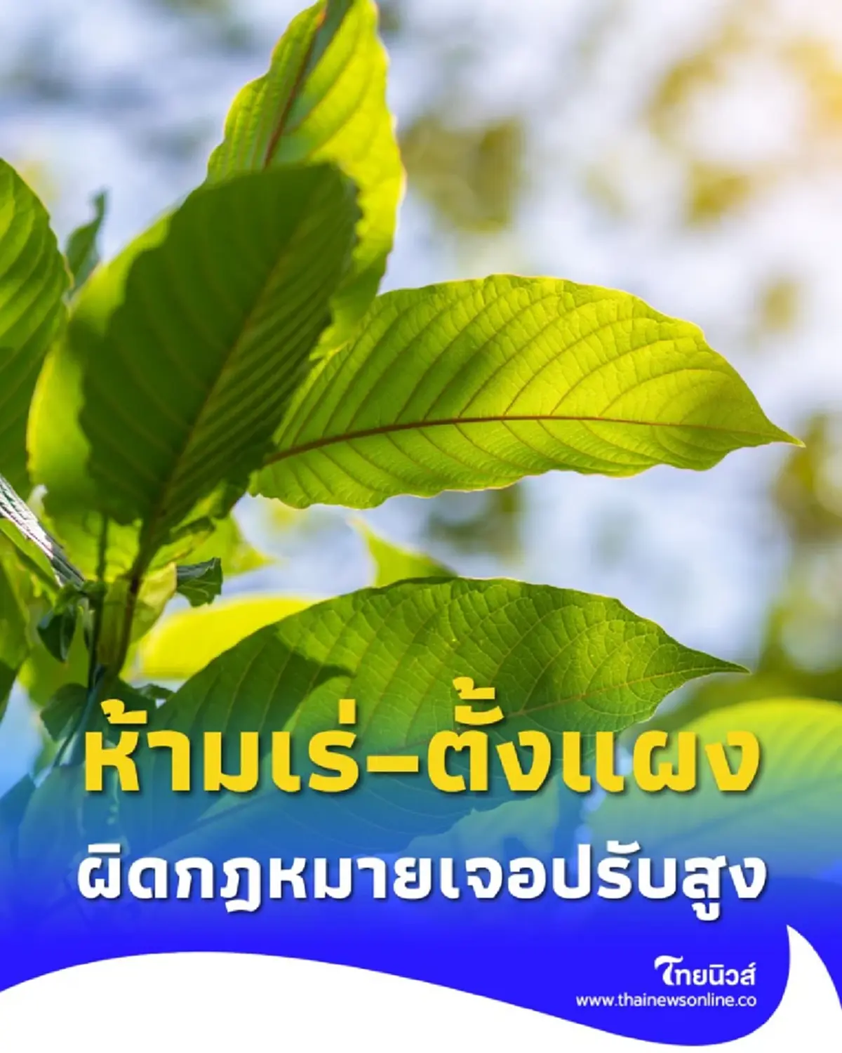 ย้ำ การเร่ขาย หรือ ตั้งแผงลอยขาย กระท่อม ผิดกฎหมาย มีโทษปรับสูง