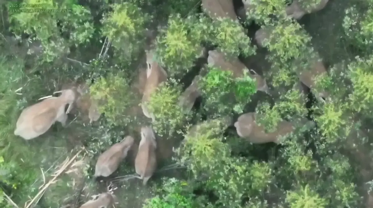 งานช้างของจริง ผนึกกำลังผลักดันโขลงช้างป่า 20 ตัวกลับบ้าน