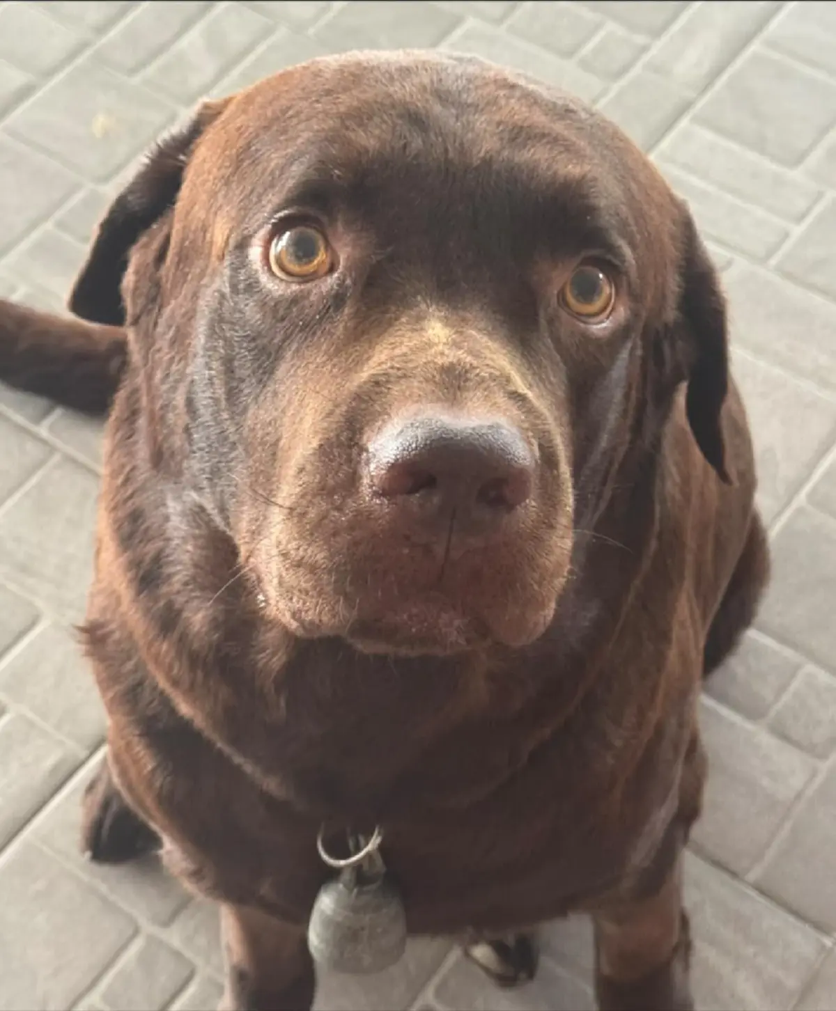 เจ้าของสูญเสียน้องหมา ถูกแมลงก้นกระดกต่อย พิษทำร้ายอวัยวะข้างใน